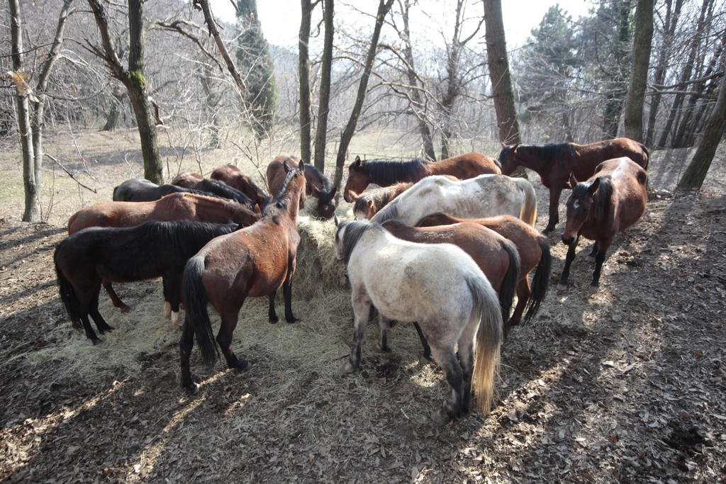 Centro Trekking A Cavallo Monte Brugiana Guest House Massa  Exterior photo