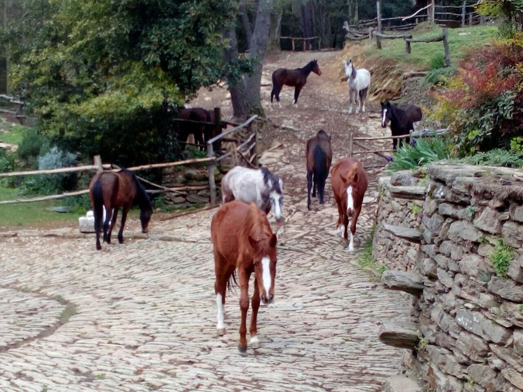 Centro Trekking A Cavallo Monte Brugiana Guest House Massa  Exterior photo